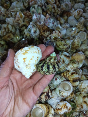 NEW Gold and Silver Mouth Turban Shells (Turbo Chrysostomus & Argyrostoma)