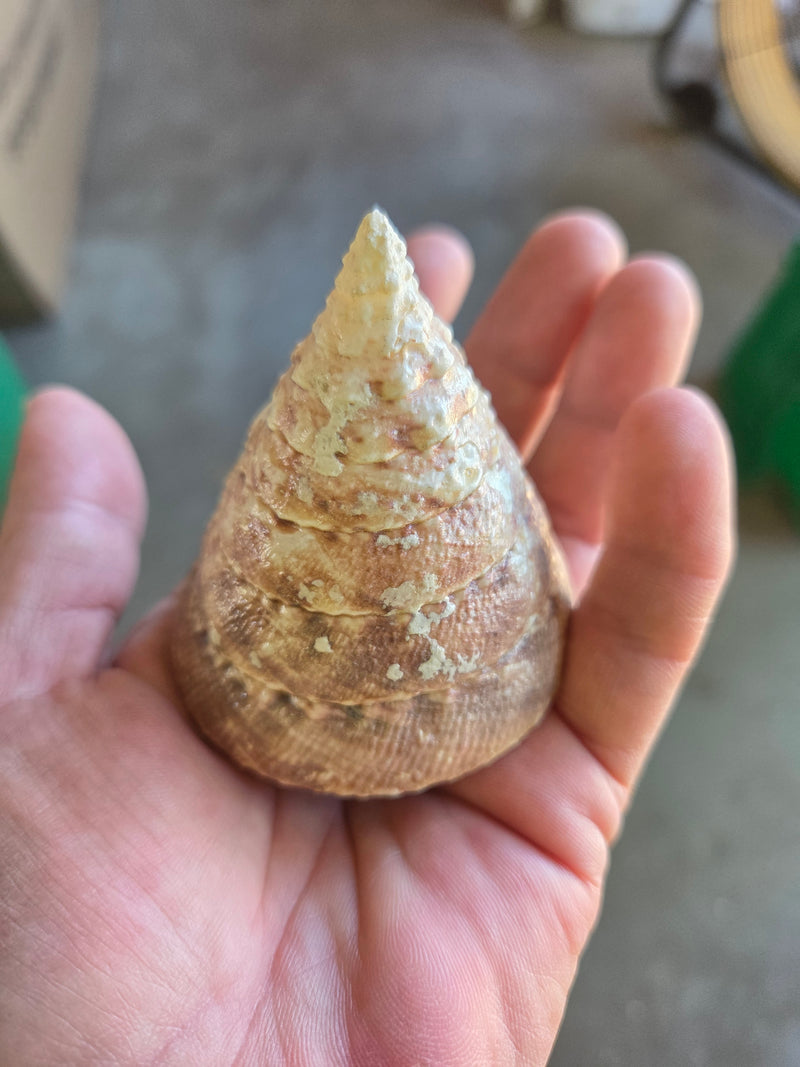 Buffed Commercial Top Trochus Shell