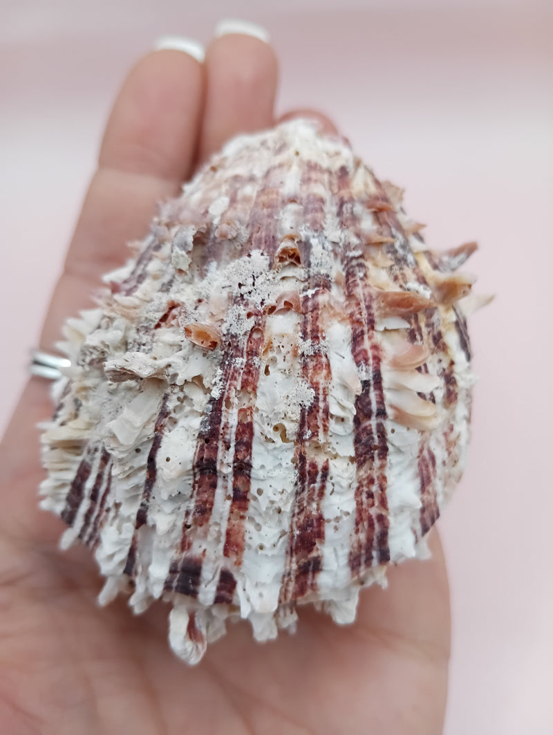 3.0" Hinged Spondylus shell with spiny ridges and cream-pink tones held in hand