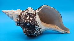 Horse Conch Shell 11