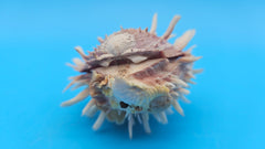 Pink spiny Spondylus shell pair open and closed on blue background with natural texture and color
