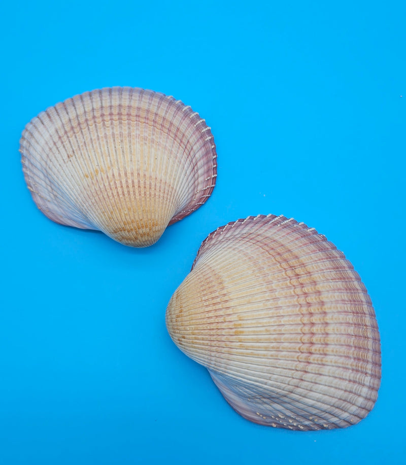 Pink heart cockle display shell for coastal home decor – premium natural specimen