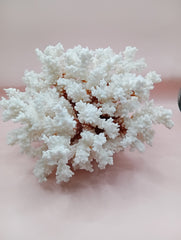 Vintage Brownstem Coral with natural branch texture – 8 x 5.5 x 7 inches
