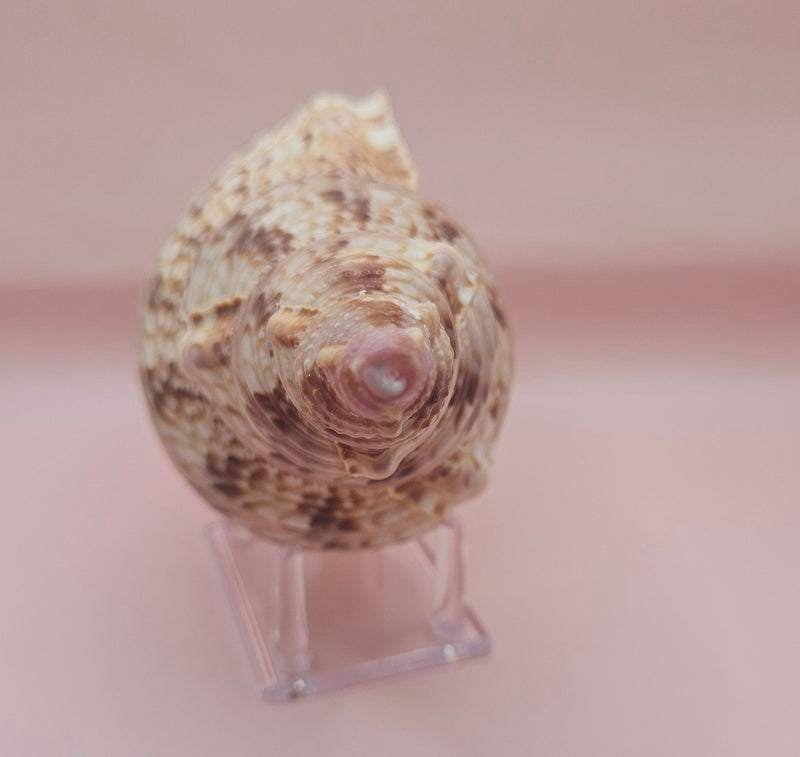 Pacific Triton Shell – 10.5" x 4.5" x 5" – Coastal Nautical Accent