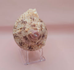 Pacific Triton Shell – 10.5