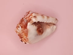 King Helmet Display Shell- Cassis flammea 4.8