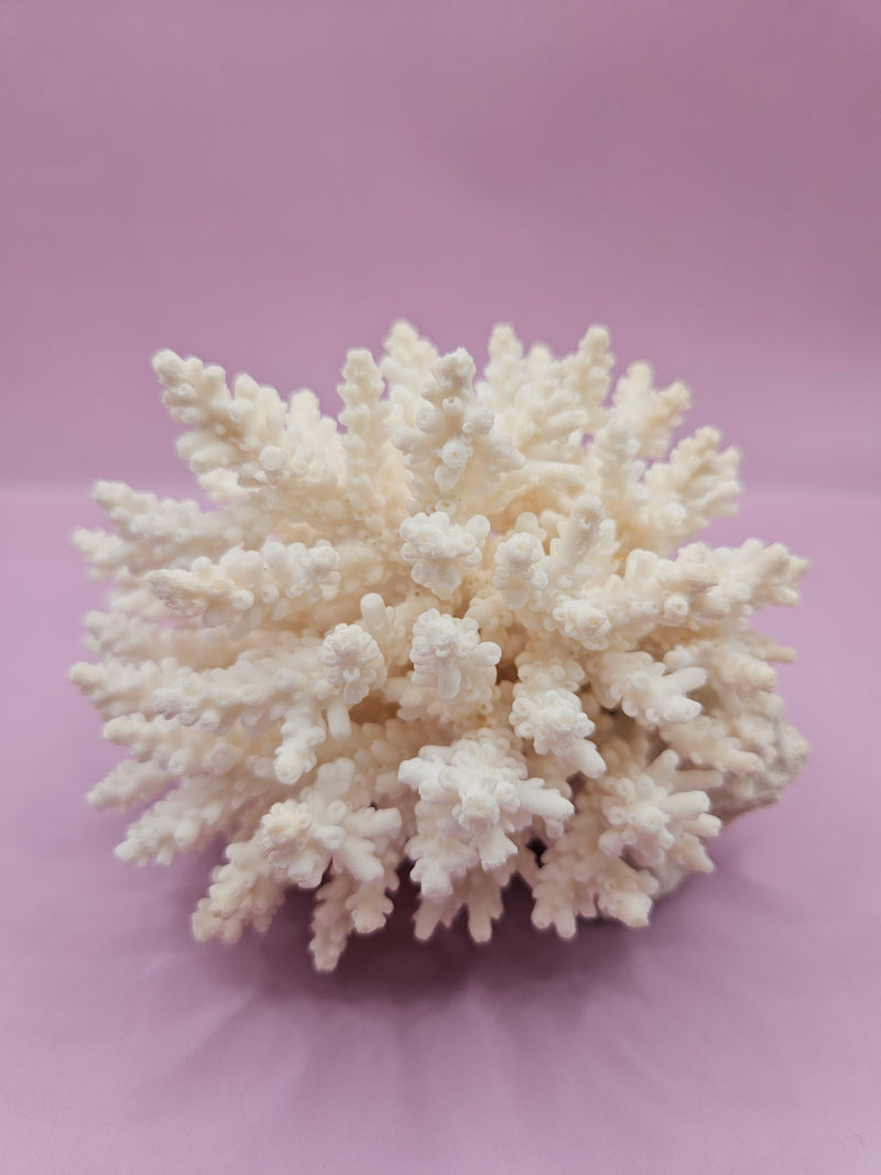 Table Coral ACROPORA LATISTELLA 5.2"