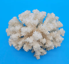 Brownstem coral with compact white branches and natural texture on blue background