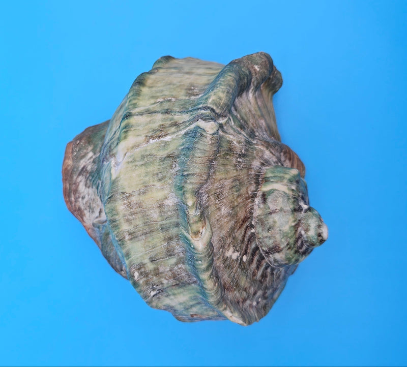 Giant green marmoratus turban shell with spiral design and earthy green-brown tones, measuring 6.4x6.2x4 inches
