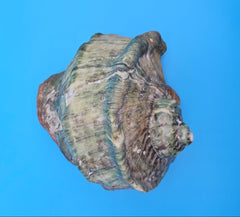 Giant green marmoratus turban shell with spiral design and earthy green-brown tones, measuring 6.4x6.2x4 inches