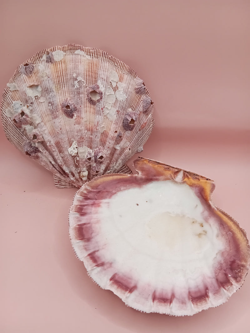Natural Lion's Paw seashell pair, 5.6 by 5.2 inches, with textured barnacle accents and coastal tones