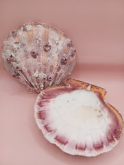Natural Lion's Paw seashell pair, 5.6 by 5.2 inches, with textured barnacle accents and coastal tones