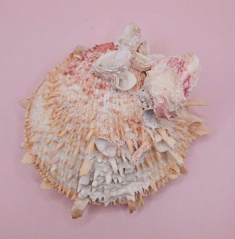 Spiked Spondylus display shell with barnacle clusters and cream-pink tones, 5.4 inches wide