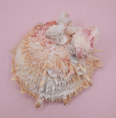 Spiked Spondylus display shell with barnacle clusters and cream-pink tones, 5.4 inches wide