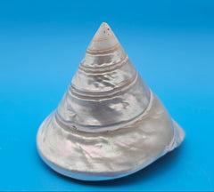 Polished pearled Trochus niloticus shell with spiral shape and iridescent finish on a bright blue background