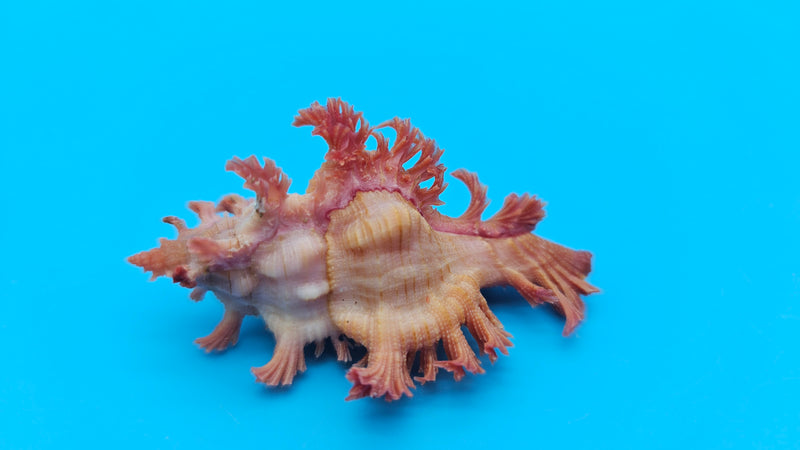  2-inch Murex aculatus shell with frilled spines in pink and peach tones from Cebu, Philippines for coastal décor display