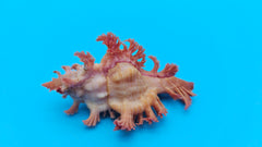  2-inch Murex aculatus shell with frilled spines in pink and peach tones from Cebu, Philippines for coastal décor display