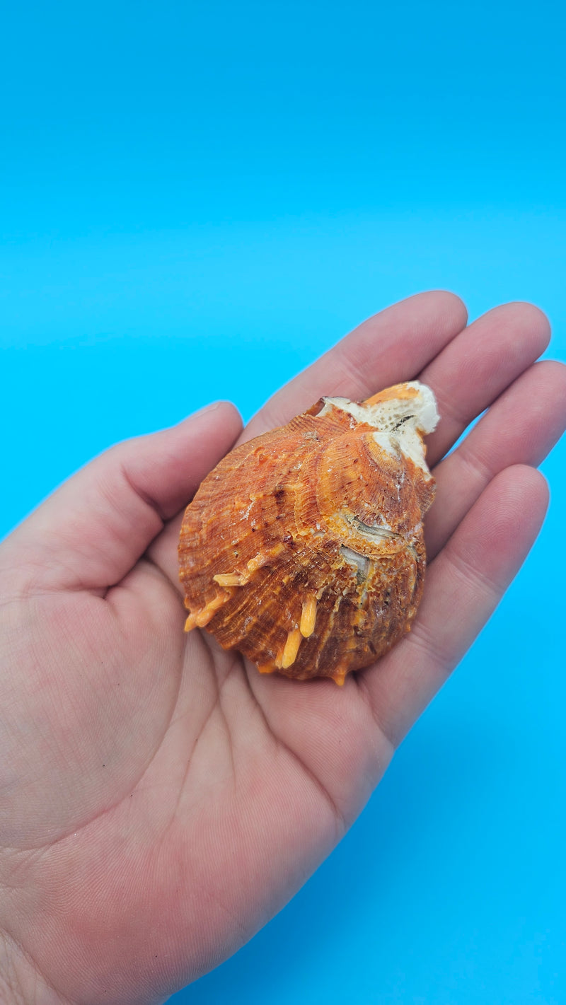 Fused orange spiny Spondylus sea shell with textured ridges on a blue background