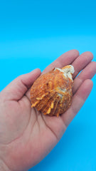 Fused orange spiny Spondylus sea shell with textured ridges on a blue background