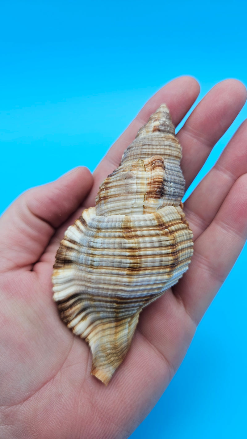 4-inch Cymatium pileare shell with brown and gold ribbed texture for coastal display décor