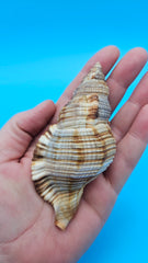 4-inch Cymatium pileare shell with brown and gold ribbed texture for coastal display décor