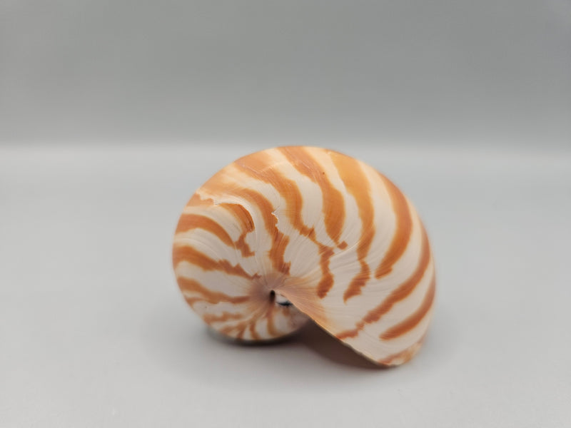 Chambered Tiger Nautilus shell, 2.2 inches wide, with brown stripes and spiral design, perfect for marine décor or collections.