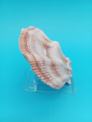 Swiftopecten swiftii scallop display shell pair 3.6 x 3.0 for coastal decor