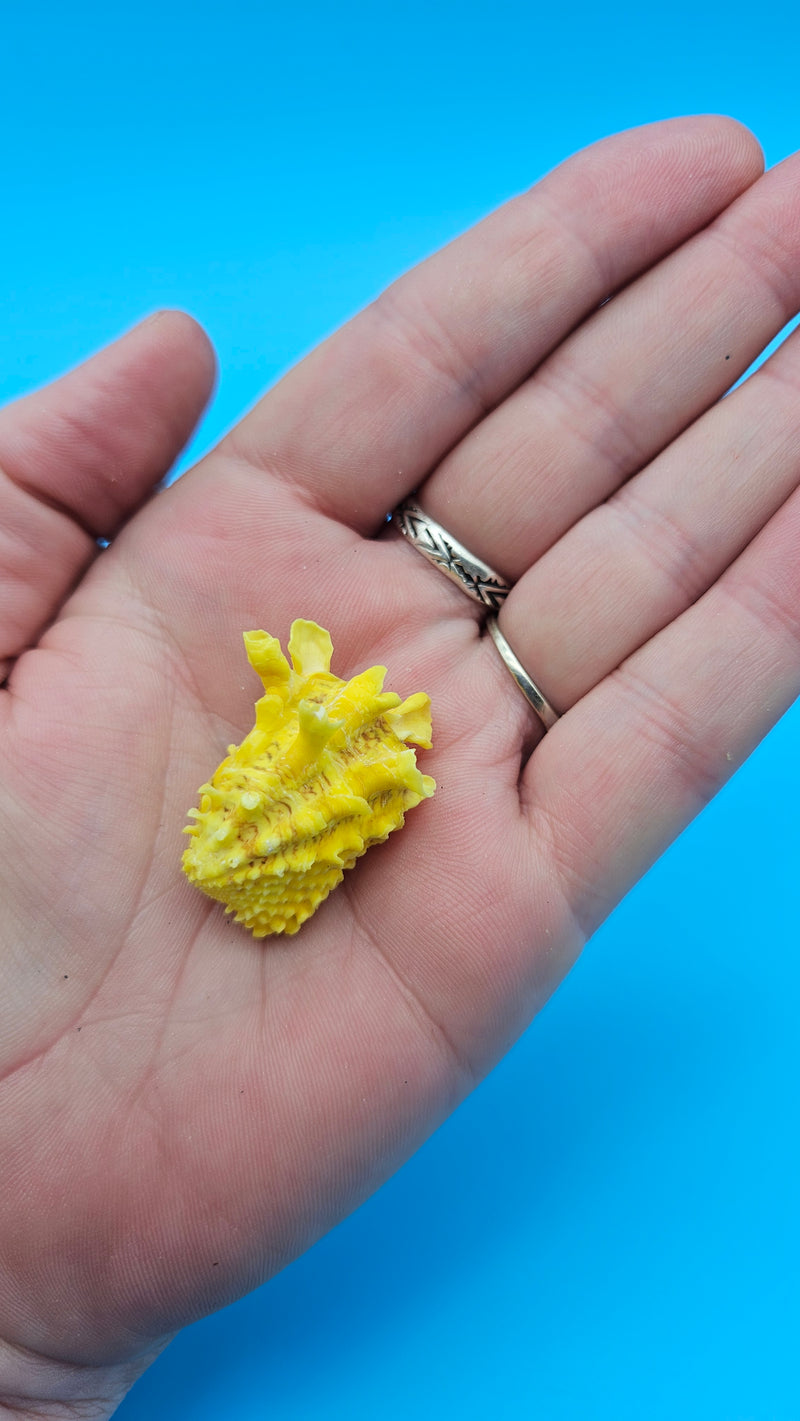Golden yellow Cardium cardita shell with spiny texture from Bantayan Island for coastal décor display, approx. 1.3 inches