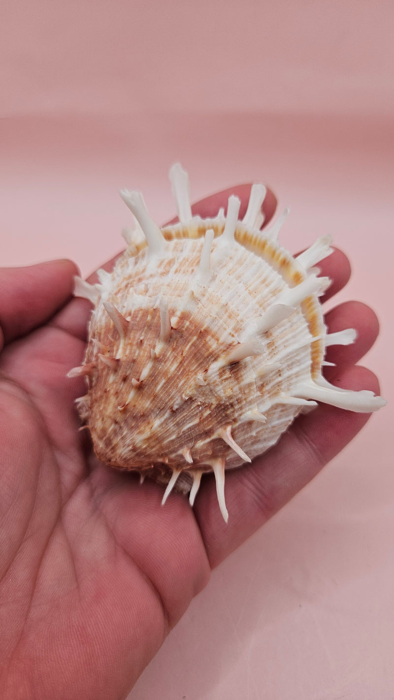 Spiny Spondylus shell with coral and ivory coloring on pink background, measuring 3.2 inches wide