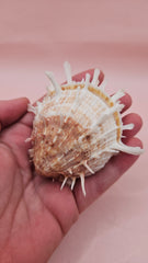 Spiny Spondylus shell with coral and ivory coloring on pink background, measuring 3.2 inches wide