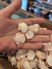 Baby Beach Collected Scallops