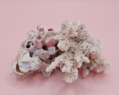 Ivory Bush Coral Mixed with Gulf of Mexico Barnacle – Oculina Varicosa 