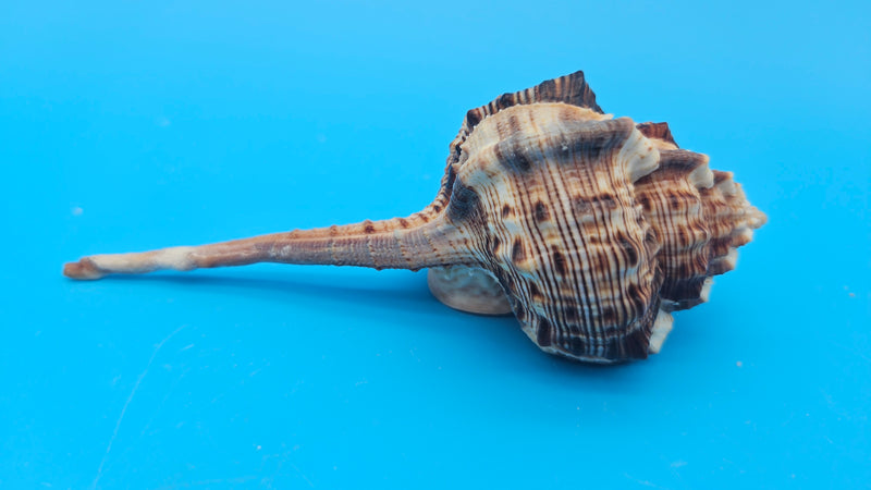  Bill Snipe shell with long tapered siphonal canal and dark brown ridges on a light cream base, placed on blue background