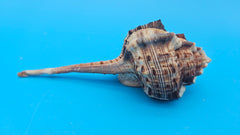  Bill Snipe shell with long tapered siphonal canal and dark brown ridges on a light cream base, placed on blue background
