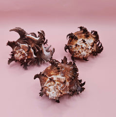 Trio of long spine Murex endive shells with spiny ridges and brown-cream color pattern on a pink background
