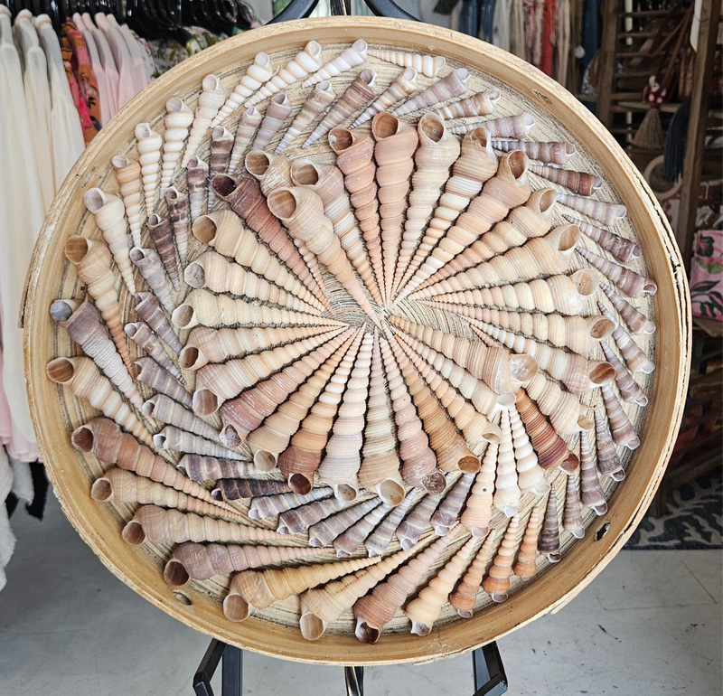 16-inch spiral shell artwork made from Terebra shells in natural tones