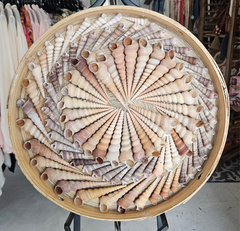 16-inch spiral shell artwork made from Terebra shells in natural tones