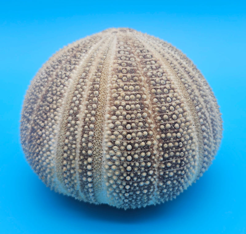 English Channel urchin shell 5x4 brown and cream textured sea shell for coastal display