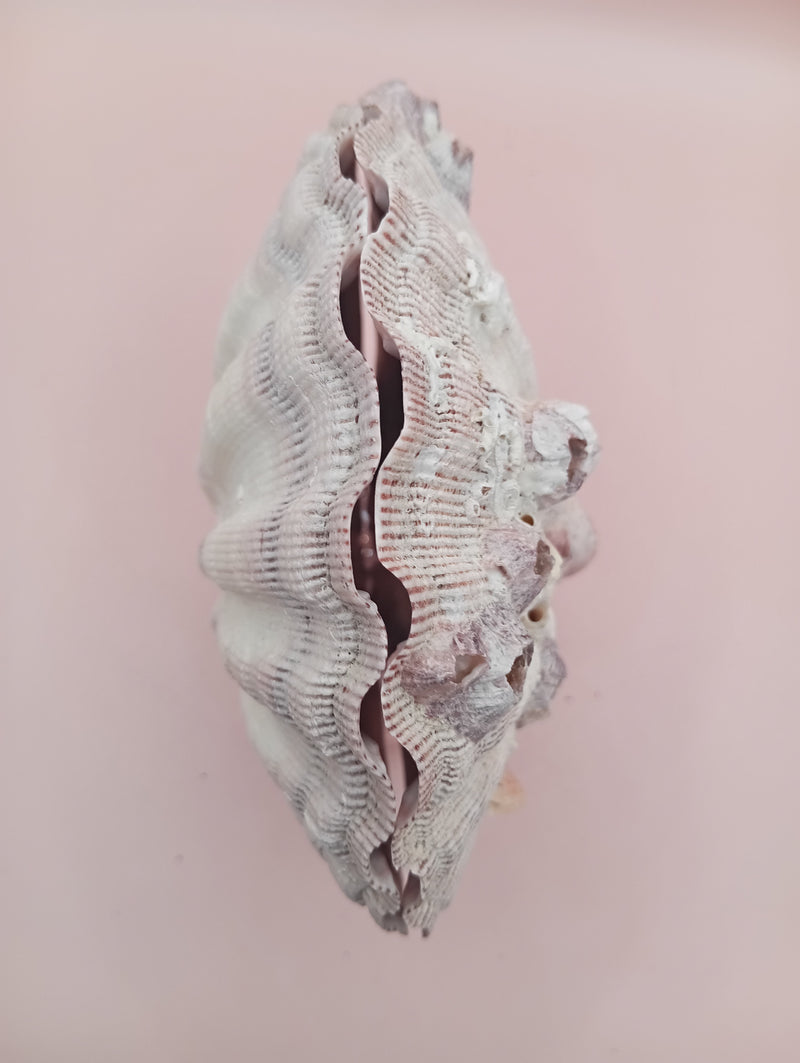 Lion's Paw seashell pair, 5.4 by 4.8 inches, with barnacles and crustacean markings in natural coastal tones