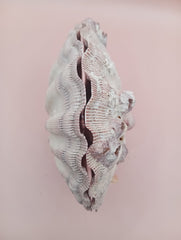Lion's Paw seashell pair, 5.4 by 4.8 inches, with barnacles and crustacean markings in natural coastal tones