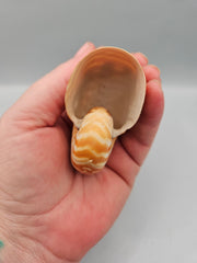 Chambered Tiger Nautilus shell, 2.8 inches wide, with brown stripes and spiral design, perfect for marine décor or collections.