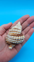 Distorsio anus shell, 3 inches, ribbed twisted form with brown-and-cream stripes and flared lip.