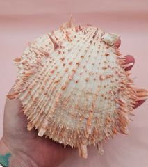 Large cream and peach Spondylus shell with spines and barnacle, measuring 5.3 inches wide