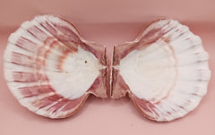Natural Lion's Paw seashell pair, 5 by 5.3 inches, with textured barnacle accents and coastal tones