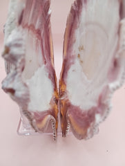 Natural Lion's Paw seashell pair, 5.6 by 5.2 inches, with textured barnacle accents and coastal tones