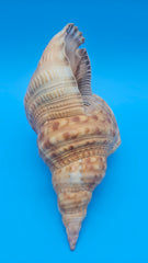 Blonde Triton shell 9.75-inch golden brown ridged sea shell with flared peach opening for coastal décor