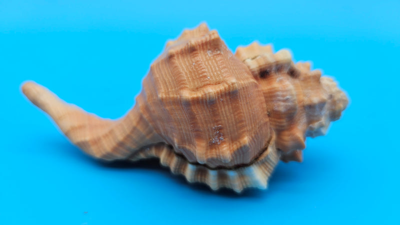 4.4-inch Cymatium pyrum shell in orange and cream with knobby ridges for coastal décor display