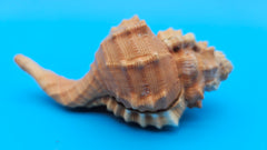 4.4-inch Cymatium pyrum shell in orange and cream with knobby ridges for coastal décor display