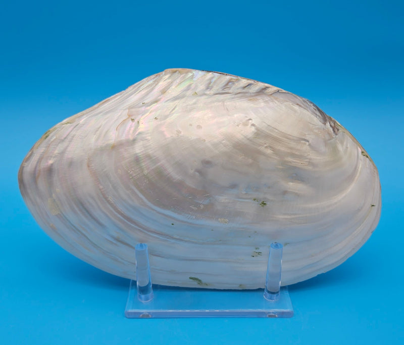  Fused Rainbow Cebu clam shell with polished iridescent surface and pastel pearl tones on blue background