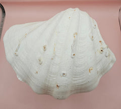 Vintage Bear Paw Clam Shell with natural ridges and tubeworm markings on a pink background – Hippopus hippopus specimen 10x7 inches